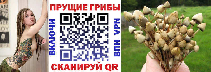 Псилоцибиновые грибы Cubensis  Колпашево 